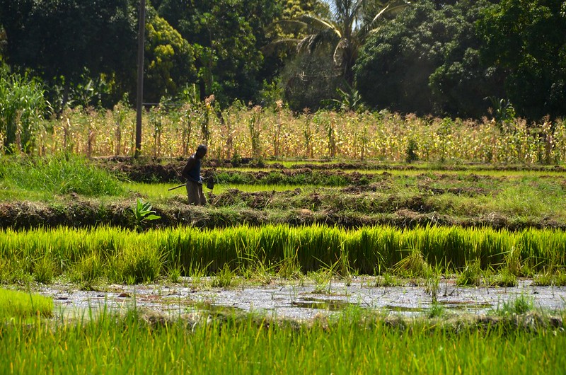 rice paddy, tanzania