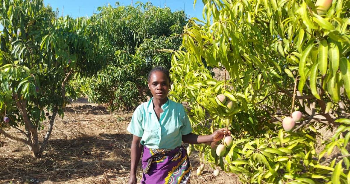 Mango farmer in Malawi, credit ICRAF
