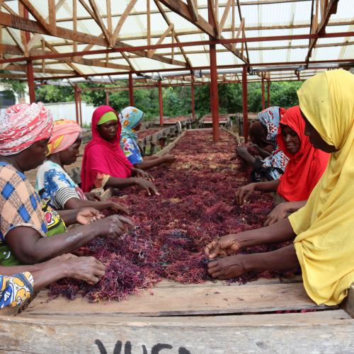 Women seaweed farmers drying seaweed after harvesting. Credit ACTS