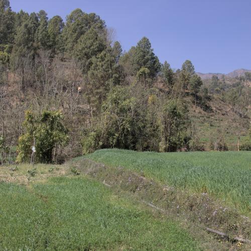 Lush field, Nepal