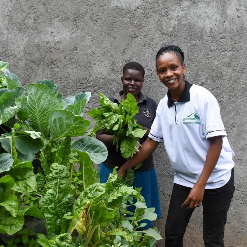 Urban farmers with Griincom Kenya