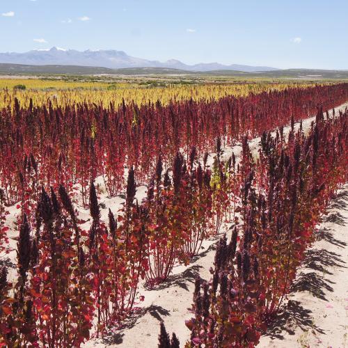 Quinoa growing in Bolivia