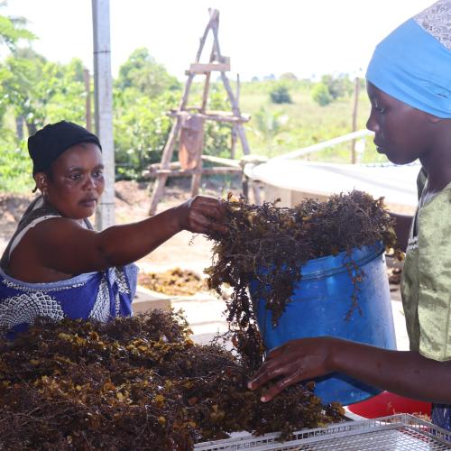 Seaweed farmers in Kenya