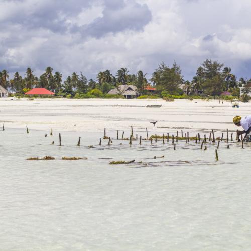 Woman working at seaweed farm Zanzibar