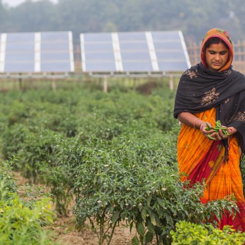 Farmer in Nepal uses solar pumps for irrigation