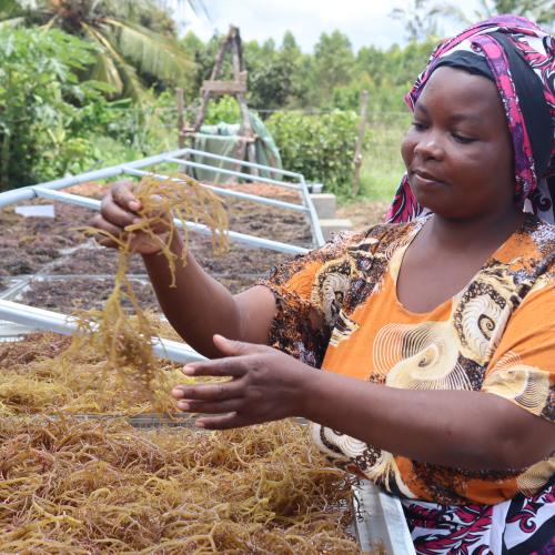 Kenyan aquaculturist: Integrated Multi Trophic Aquaculture, a climate-smart technique