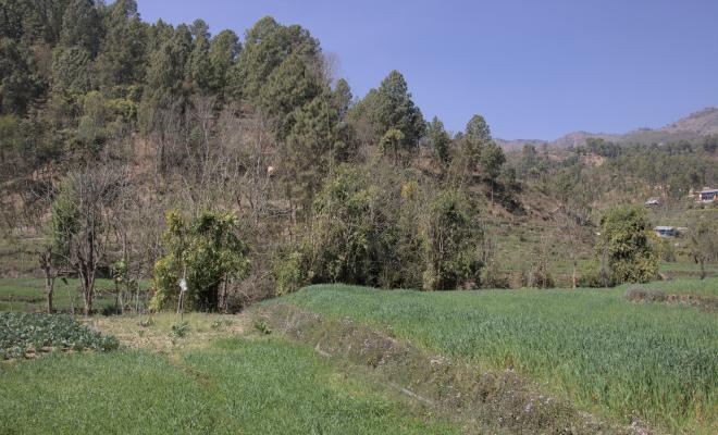 Lush field, Nepal