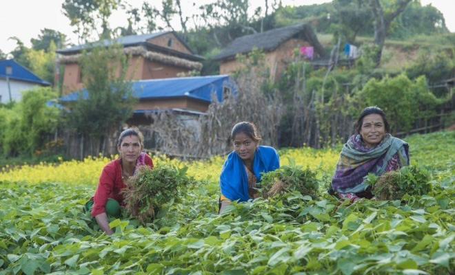 Women growing legumes