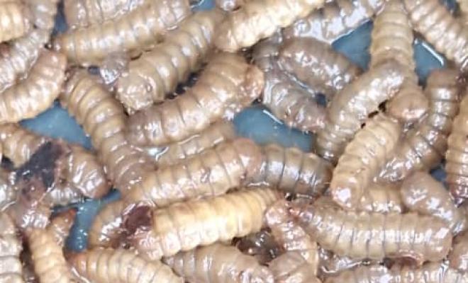 Fresh larvae after harvesting