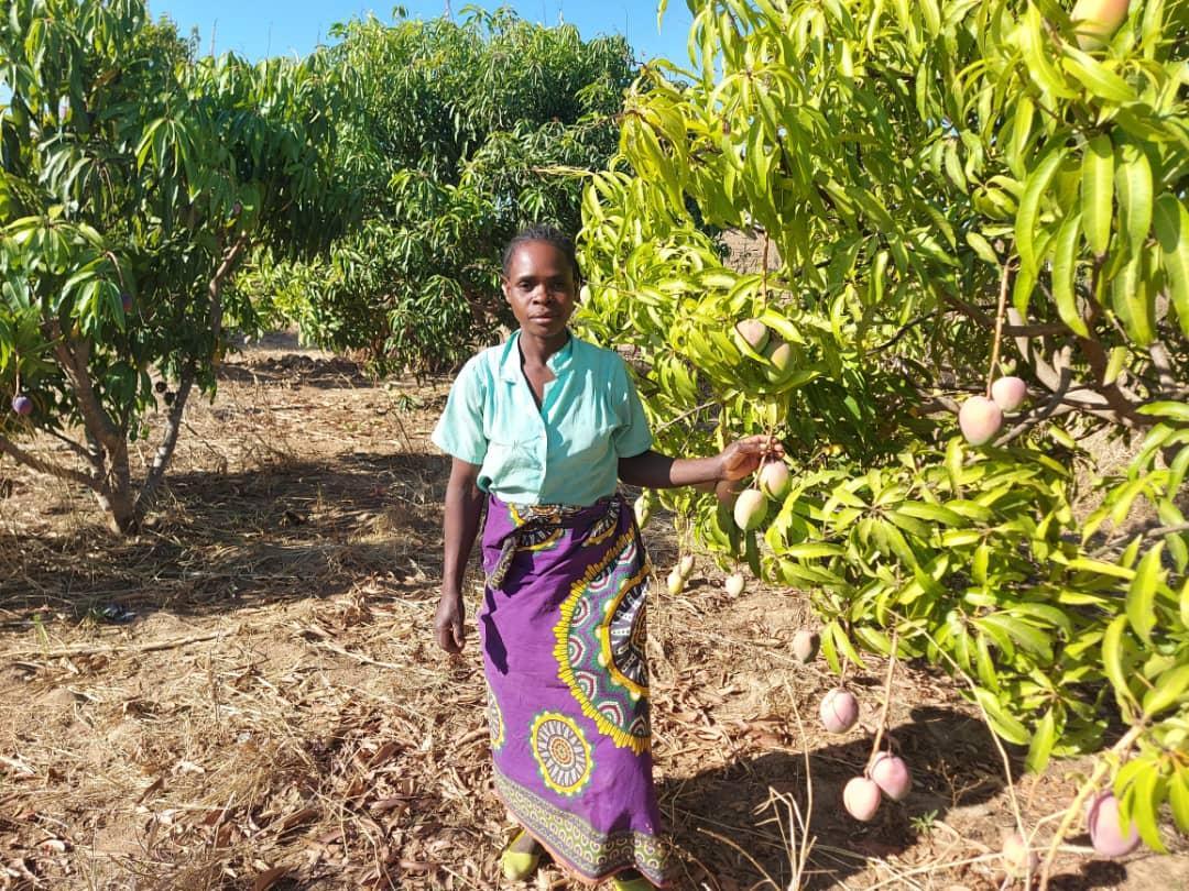 Mango farmer in Malawi, credit ICRAF