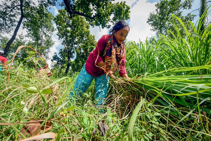 A woman in Nepal cuts lemongrass to be distilled into essential oil. Photo by Chandra Shekhar Karki, CIFOR via Flickr