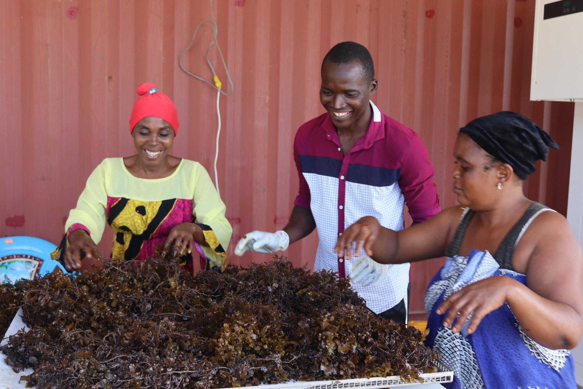 Farmers tending to seaweed crop in Kenya_credit Blue Economy