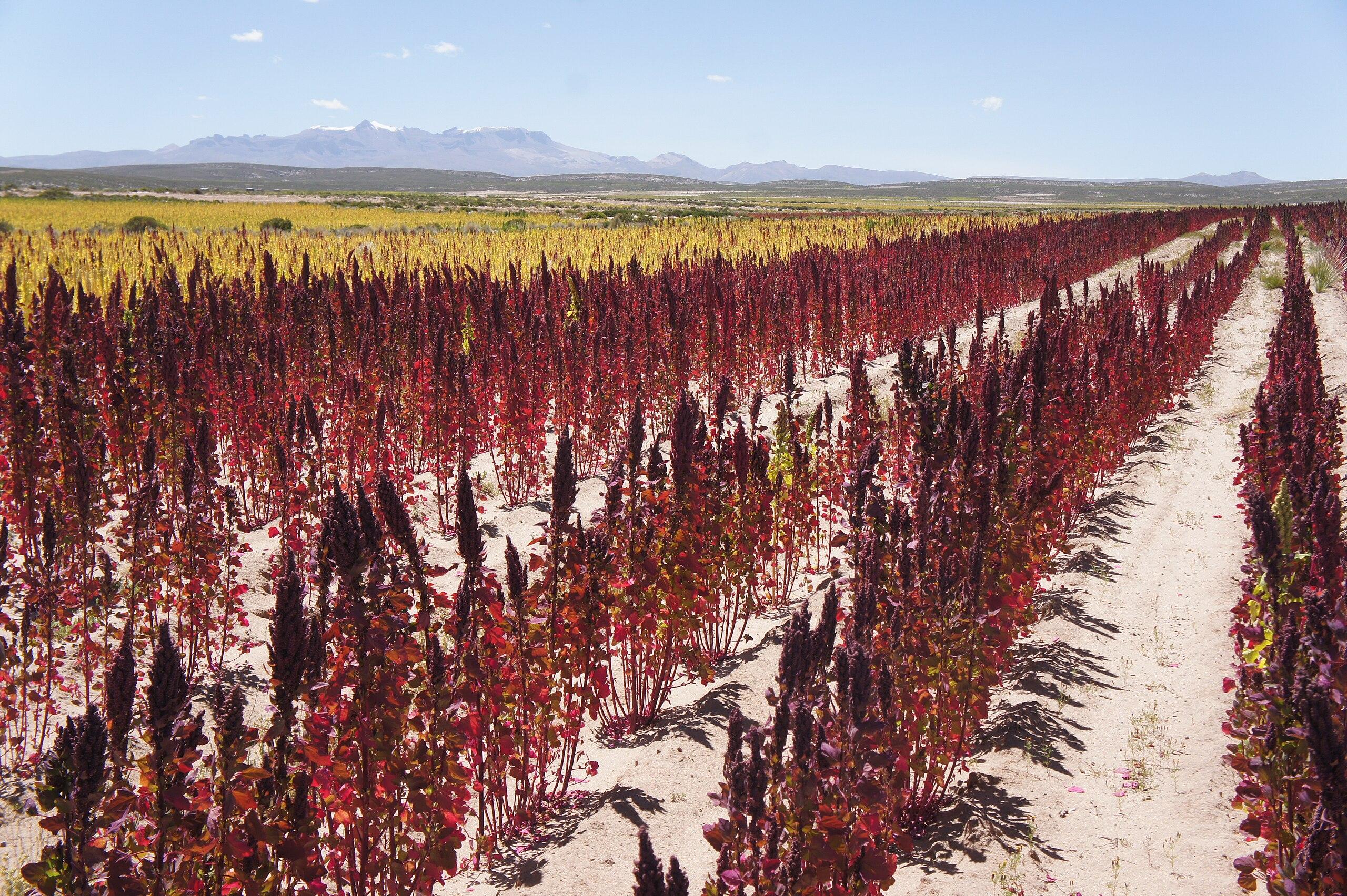 Quinoa growing in Bolivia