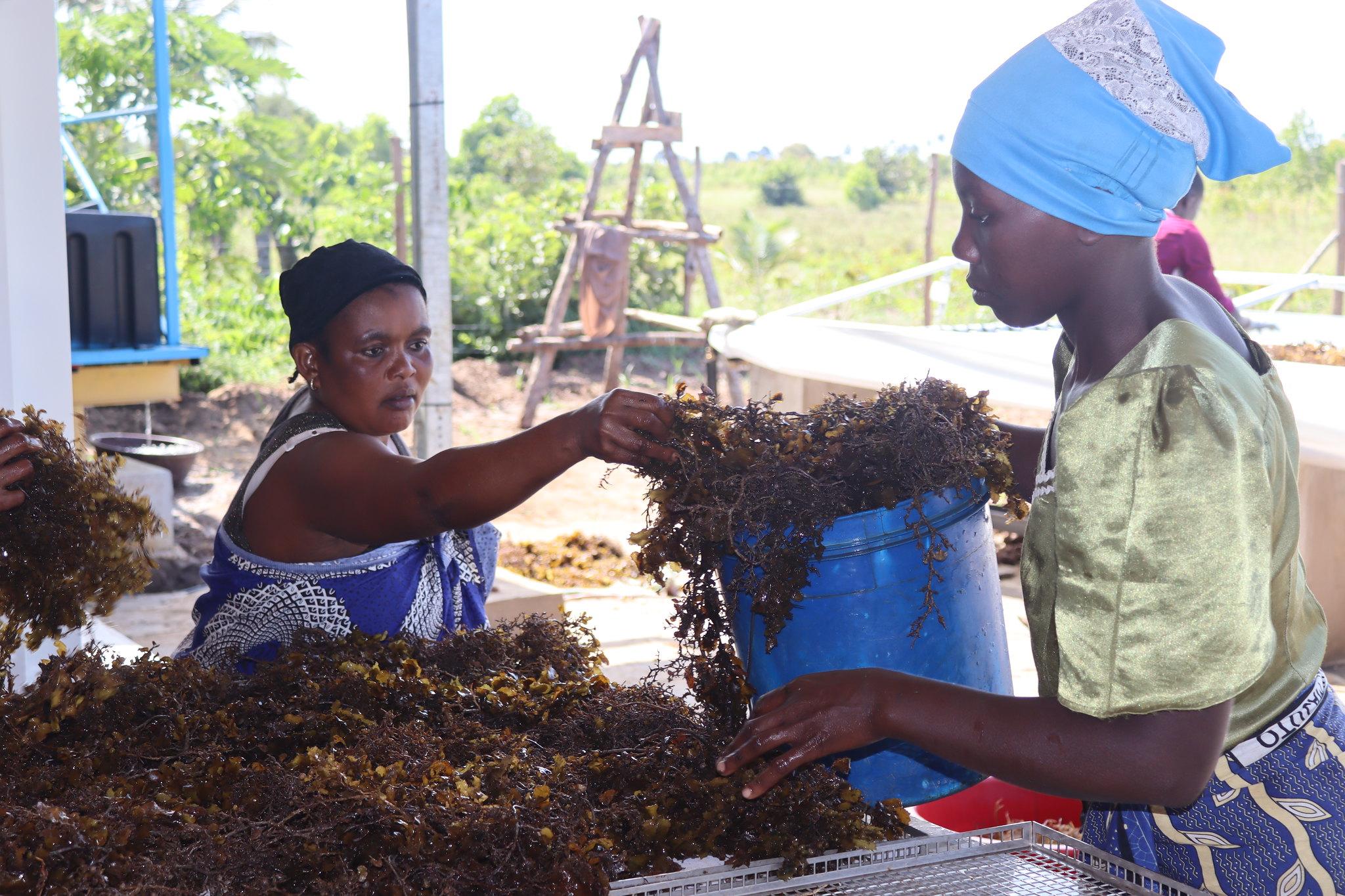 Seaweed farmers in Kenya