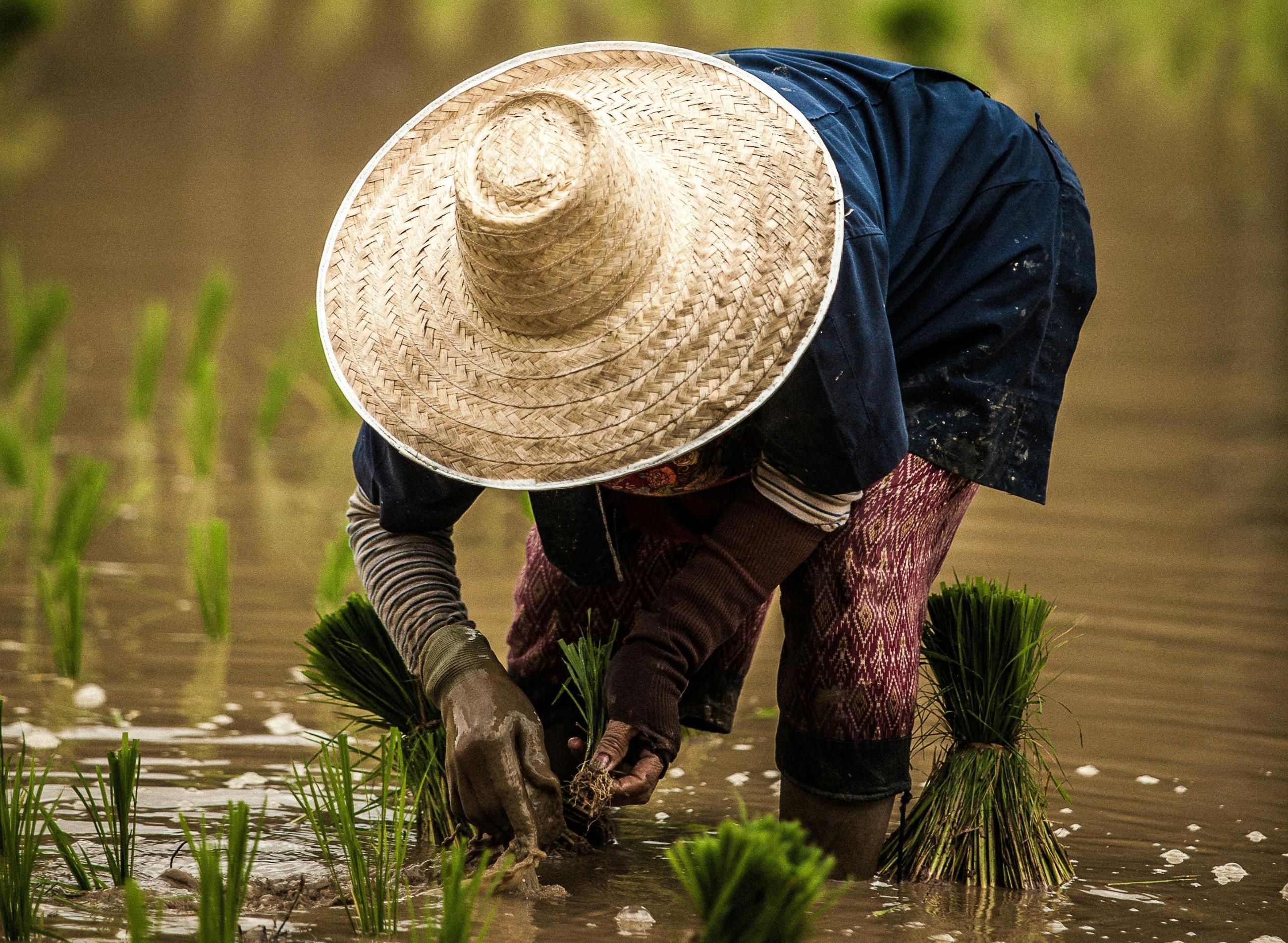 Rice farmer in Southeast Asia